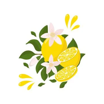 A bright composition of a lemon sprig with a whole lemon half, flying splas.. Stock Illustration