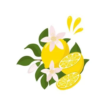 A bright composition of a lemon sprig with a whole lemon half, flying splas.. Stock Illustration