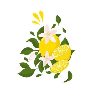 A bright composition of a lemon sprig with a whole lemon half, flying splashe Stock Illustration