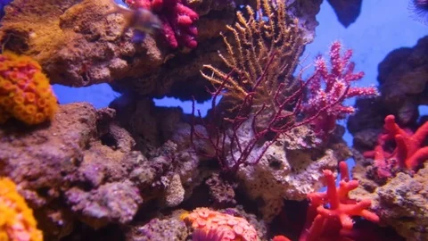 Bright coral reef 스톡 동영상 74631926
