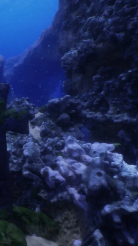 Bright corals and small fish thrive in an underwater paradise 動画素材 331367825