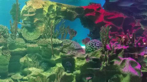 Bright corals Foto stock