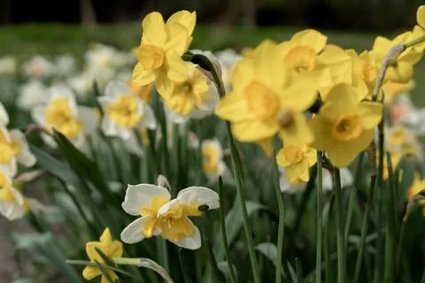 Bright daffodils Stock Photos