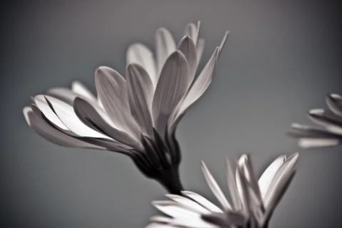 Bright daisies bloom Stock Photos
