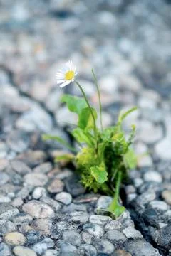 A bright daisy in a crack in the tarmac is the epitome of fragile beauty and 写真素材