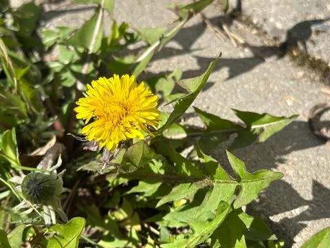 Bright Dandelion Bloom Growing Through Pavement Crack 库存照片
