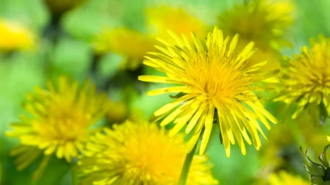 Bright Dandelion Blossoms 4K Stock Footage 232948848