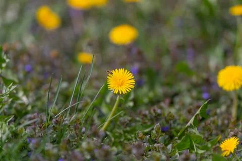 Bright dandelion head in sharp focus, intricate petal texture and central dis Foto stock