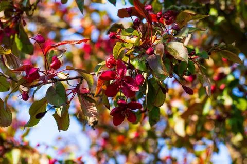 Bright dark red malus tree branches blooming against blue sky. Beautiful vi.. Stock Photos