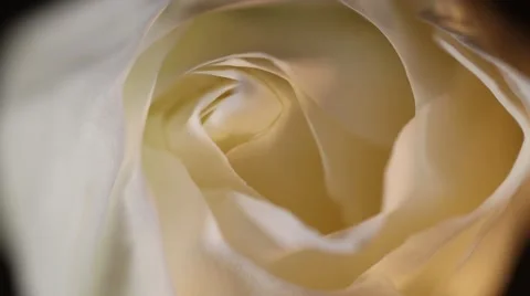 From bright to dark, slowly spining white rose flower with black background Video stock 63017600