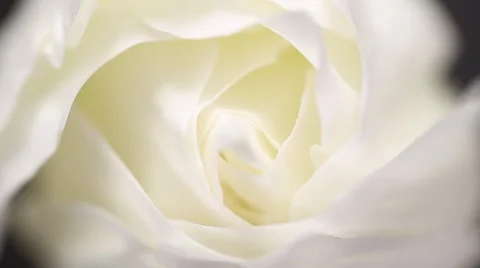 From bright to dark, slowly spining white rose flower with black background Stockbeeldmateriaal 63017611