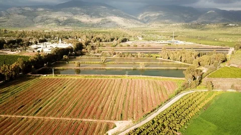 Bright day over plantation field, aerial footage, springtime Stock Footage 88234341