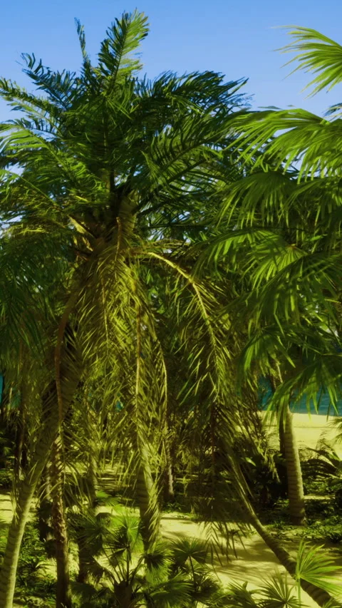 Bright day with palm trees and beach in the background near the ocean Stock Footage 331680132