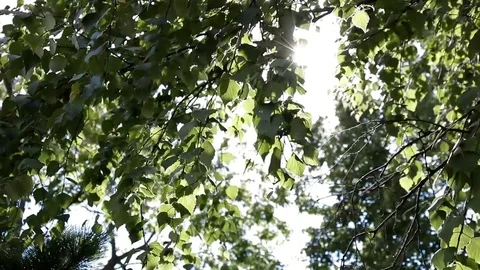 Bright day the sun breaks through the dense foliage of the trees Stock Footage 80417776