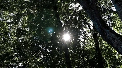 Bright day the sun breaks through the dense foliage of the trees Video stock 80417785