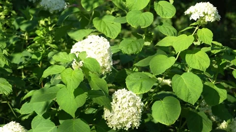 Bright daylight highlights white hydrangea flowers Stock Footage 342397449