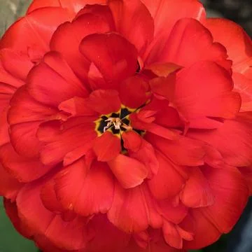 Bright, deep red double tulip flower, top view, close up Stock Photos