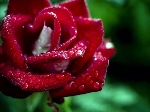 Bright delicate red rose with dew drops in the morning after a night rain Stock Photos
