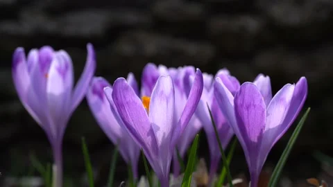 Bright, delicate spring purple crocuses in the garden Stock Footage 151256311
