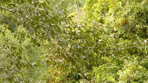 Bright dense forest is home to pretty quick moving warbler bird Stock Footage 126807445