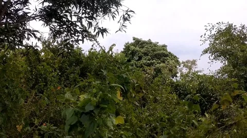 Bright dense green plants Stock Footage 327627546