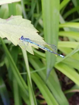 Bright Dragonfly Stockfoto's