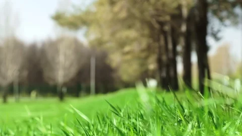 Bright drops on a green lush grass on a sunny day against the background of tree Stock Footage 90006440