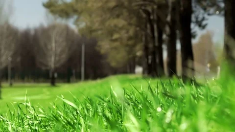 Bright drops on a green lush grass on a sunny day against the background of tree Stock Footage 90006444