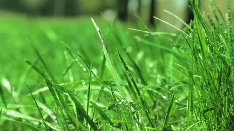 Bright drops on a green lush grass on a sunny day against the background of tree Stock Footage 90006451