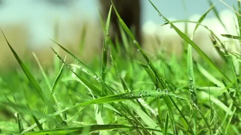 Bright drops on a green lush grass on a sunny day against the background of tree Stock Footage 90006458