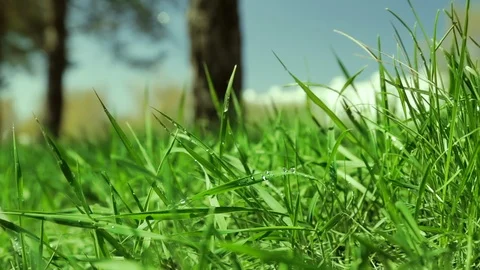 Bright drops on a green lush grass on a sunny day against the background of tree Vídeos de archivo 90006461