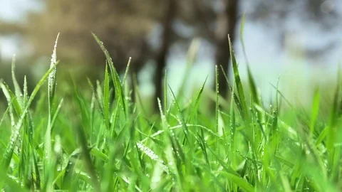 Bright drops on a green lush grass on a sunny day against the background of tree Stock Footage 90006465