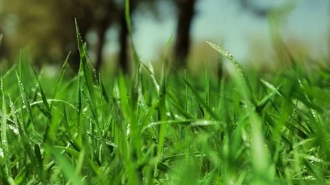 Bright drops on a green lush grass on a sunny day against the background of tree Vídeos de archivo 90006468