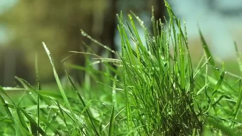 Bright drops on a green lush grass on a sunny day against the background of tree Stock Footage 90006470
