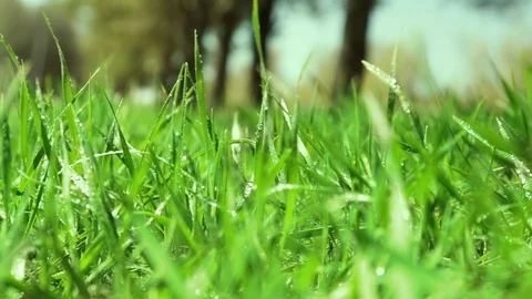 Bright drops on a green lush grass on a sunny day against the background of tree Vídeos de archivo 90006474