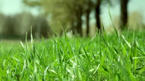 Bright drops on a green lush grass on a sunny day against the background of tree Stock Footage 90006475