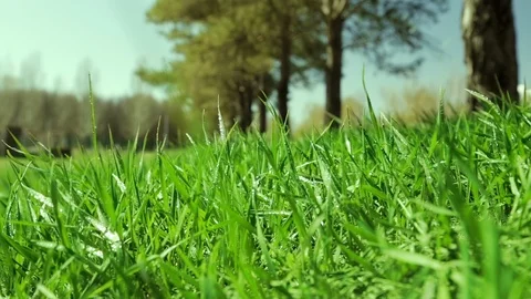 Bright drops on a green lush grass on a sunny day against the background of tree Stock Footage 90006476