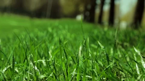 Bright drops on a green lush grass on a sunny day against the background of tree Stock Footage 90006478