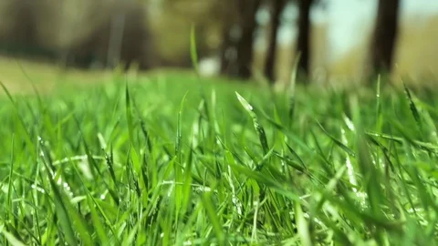 Bright drops on a green lush grass on a sunny day against the background of tree Stock Footage 90006483