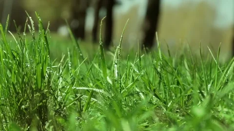 Bright drops on a green lush grass on a sunny day against the background of tree Vídeos de archivo 90006486