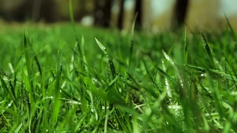Bright drops on a green lush grass on a sunny day against the background of tree Stock Footage 90006487