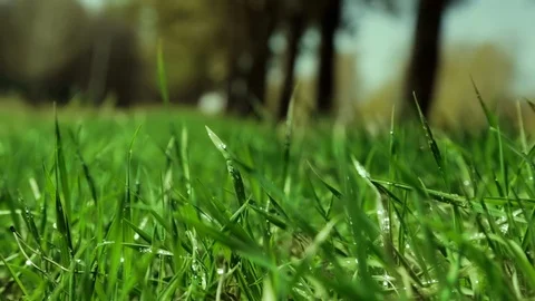 Bright drops on a green lush grass on a sunny day against the background of tree Video stock 90006489