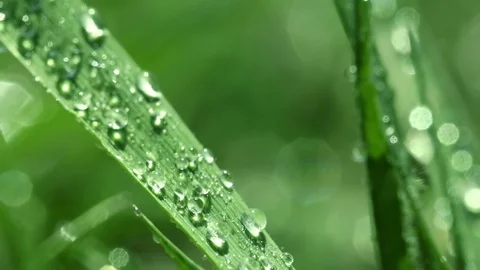 Bright drops on the green lush grass on a Sunny day Stock Footage 90006490
