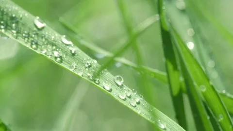 Bright drops on the green lush grass on a Sunny day Stock Footage 90006494
