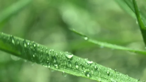 Bright drops on the green lush grass on a Sunny day Stock Footage 90006498