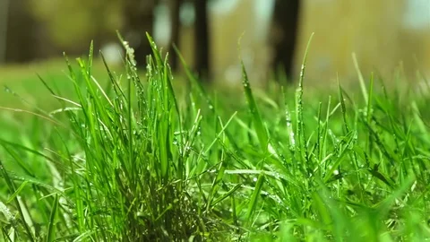 Bright drops on a green lush grass on a sunny day against the background of tree Vídeos de archivo 90006500