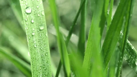 Bright drops on the green lush grass on a Sunny day Video stock 90006503