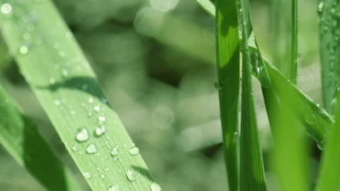 Bright drops on the green lush grass on a Sunny day Stock Footage 90006506