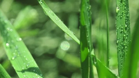 Bright drops on the green lush grass on a Sunny day Stock Footage 90006510