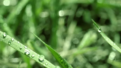 Bright drops on the green lush grass on a Sunny day Stock Footage 90006512